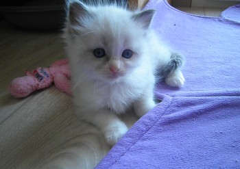 femelle blue bicolour - 4 semaines - Chatterie Ragdolls du Val de Beauvoir